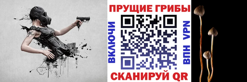 купить   Шагонар  Псилоцибиновые грибы ЛСД 